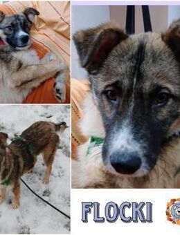 FLOCKI * liebt seine Hundefreunde - Duisburg