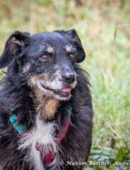 Nero ist ein netter, älterer Rüde - Egelsbach