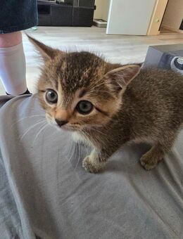 EKH BKH Mix Kitten suchen ein Zuhause - Siegen (Universitätsstadt)