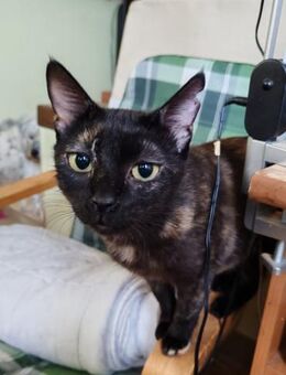 Nora sucht ihr Glück - Ellerbek