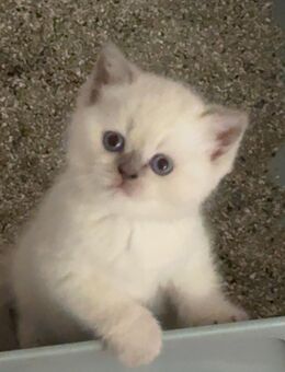 BKH Kitten 12 Wochen alt, 6 Mädchen und 2 Jungs, weiß, hellgrau und dunkelgrau - Sofort Abgabebereit - Bonn Auerberg