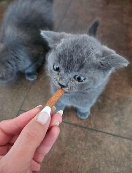 British Kurzhaar Kitten Kater - Velbert