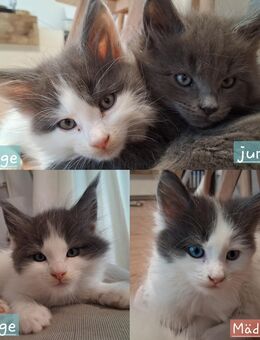 Maine coon kitten suchen ein neues Zuhause - Hamburg