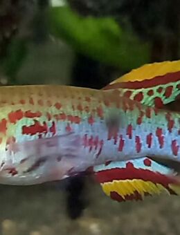 Prachtkärpfling Gardneri, Akure - Hohenroth