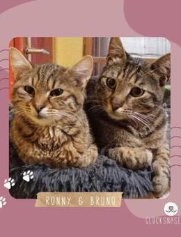 Kater Bruno und Ronny warten auf Post - Lalendorf