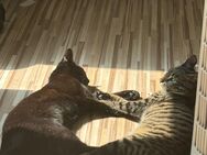 Liebevolles Zuhause für Jojo & Kizu gesucht - Geislingen (Steige)