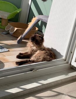 Kater zu verkaufen - Halberstadt