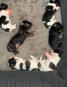 Super niedliche Havaneserwelpen Havaneser Welpen - Spiesen-Elversberg