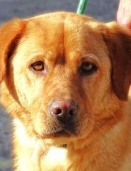 UNA sucht Zuhause - Gefrees