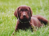 Wurfankündigung, braune Labradorwelpen, mit Ahnentafel, Hausaufzucht - Iserlohn