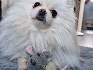 Pomeranian Zwergspitz 4 Jahre alt sucht neues Zuhause - Schwelm