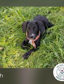 Tiah: Hundekind sucht ein Zuhause - Kirchzell