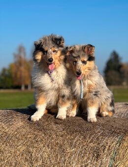 Traumhafter Collie-Welpe, 3 Monate alt, sucht liebevolles Zuhause 🐾 - Dallgow-Döberitz