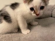 Kitten / Katzenbaby / Babykatze / Katzenbabys - Freital