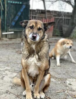 Bobby will die Welt erobern - Celle