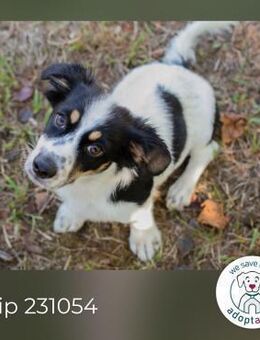 Chip 231054: Hundekind sucht ein Zuhause - Kirchzell