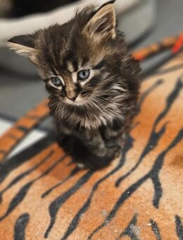 Zuckersüße Maine Coon Kitten - Braunschweig