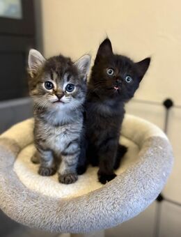 Türkisch Angora Kitten - Lohmar