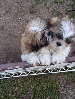 Shih Tzu welpen - Goldberg