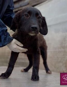 Mura 💖 Knuddeliges Hundemädchen! - Spenge