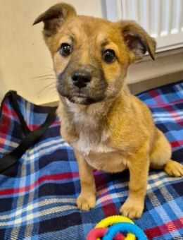 Haya sucht ihre Familie ♥️ - Neuberg