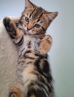 Kleiner, frecher bengal bkh Kater - Augsburg