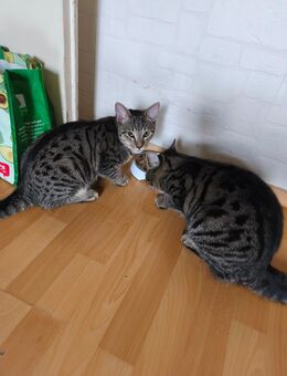 2 Süße Kater abzugeben Dringend - Bingen (Rhein)