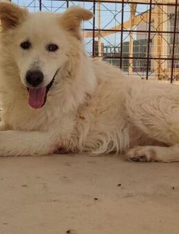 Leno wartet auf seine Familie - Untergriesbach