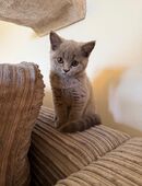 BKH Kitten in 6003