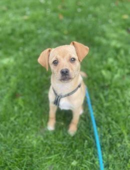 Emmi sucht Familie zum glücklich werden - Neuberg