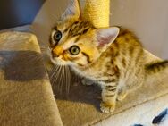 Maine Coon Mix Kitten - Koblenz