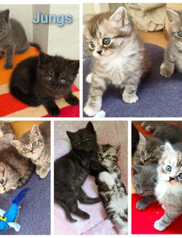 BKH Kitten - Wuppertal