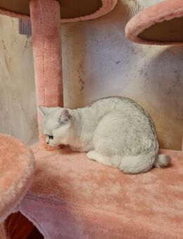 Reinrassige bkh silver shaded/point Kitten abgabebereit - Grevenbroich