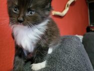 Wunderschöne Maine Coon kitten - Mechernich