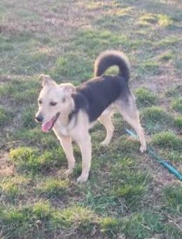 Cadou sucht ein Zuhause - Egestorf