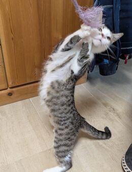 Babykatze getigert mit weißen Pfötchen - Ahorn (Baden-Württemberg)