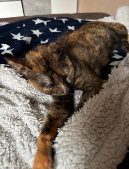 Schmusekatze sucht Einzelzuhause - Reinsfeld