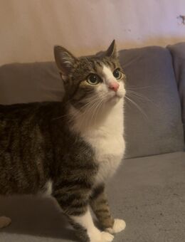 Sehr verschmuste Maus sucht ihr Zuhause - Dortmund