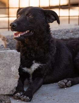 Vinn 💗schmusiger, süßer Bub sucht Liebe - Hamburg