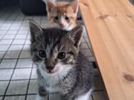 3 Kater 1 Katze suchen ein Zuhause für immer - Schafstedt