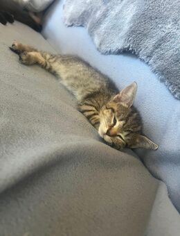 Bkh Kitten - Garbsen