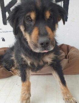 Morszi von kettenlos - Bollingstedt