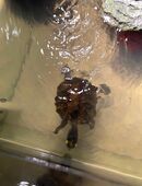 Schmuckschildkröte zum Verkauf in 59174