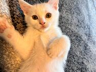 Schneeweißer Mix-Kater sucht ein liebevolles Zuhause – Abgabebereit - Dorsten