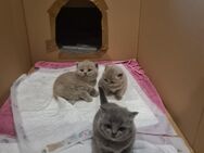 BKH KITTEN Rassekatzen - Bremen
