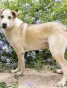 Ramon sucht ein liebevolles Zuhause - Kropp