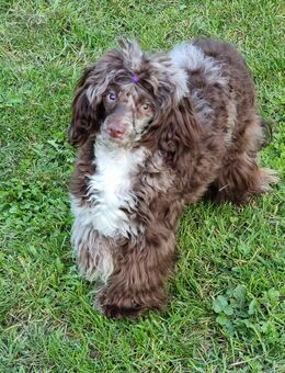 Toypudel Hündin - Belrieth