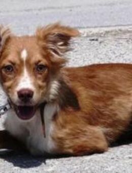 Francis (38cm) offen, quirlig + so süß! - Karben