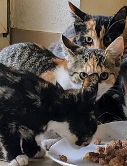 Jungkatzen männlich/weiblich - Schorfheide