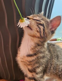 Nur noch 1 Kätzchen Kitten Katze / Tierarzt gecheckt + entwurmt - Winsen (Luhe)